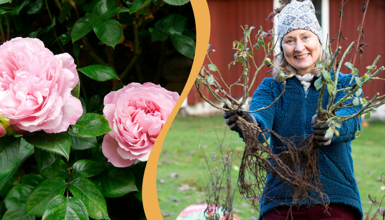 Delad bild. Till vänster: Austinrosen 'The Generous Gardener'. Till höger: Anni Jähde med en buske barrotade rosor.