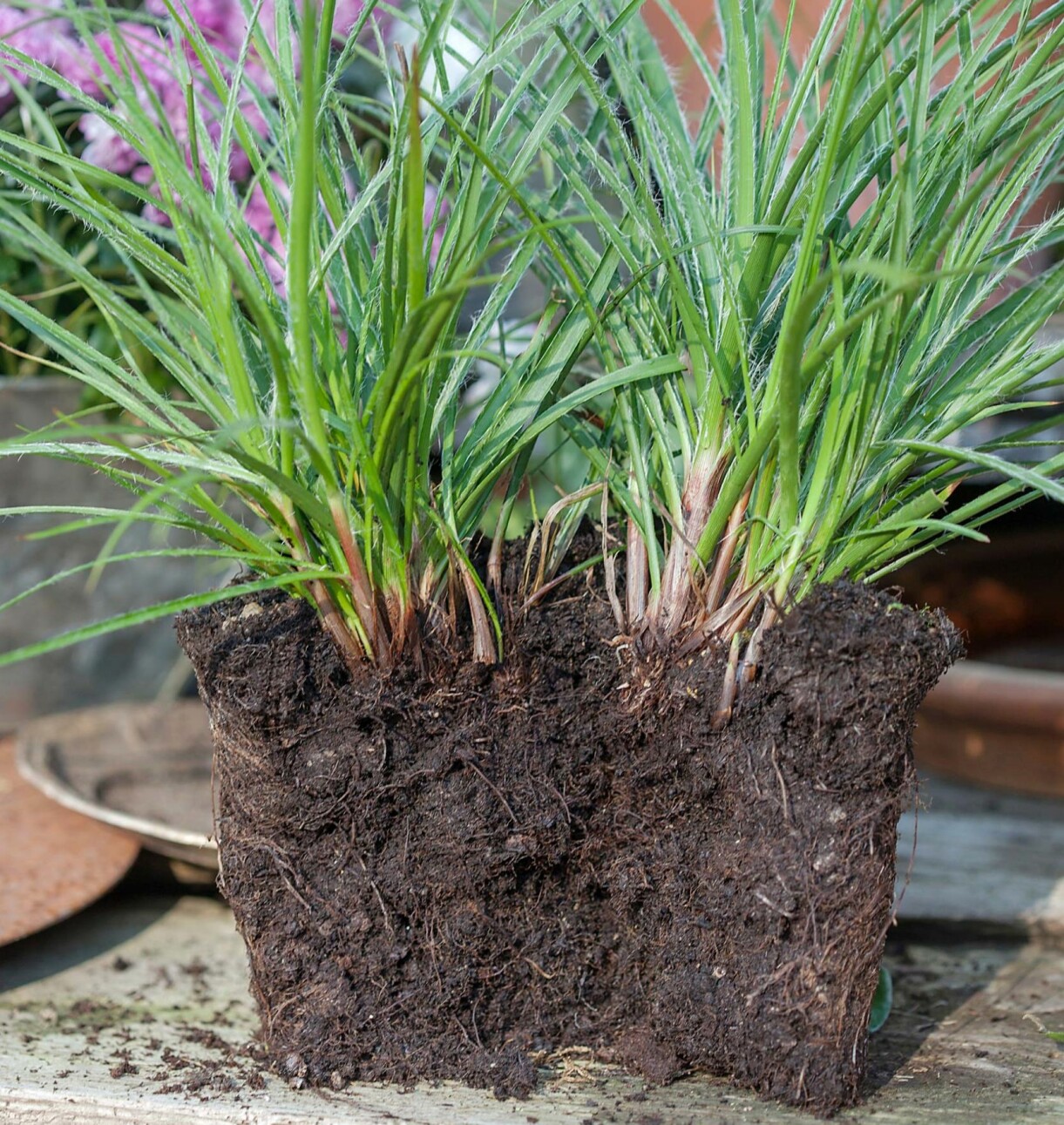 Delad planta till höstkrukan.