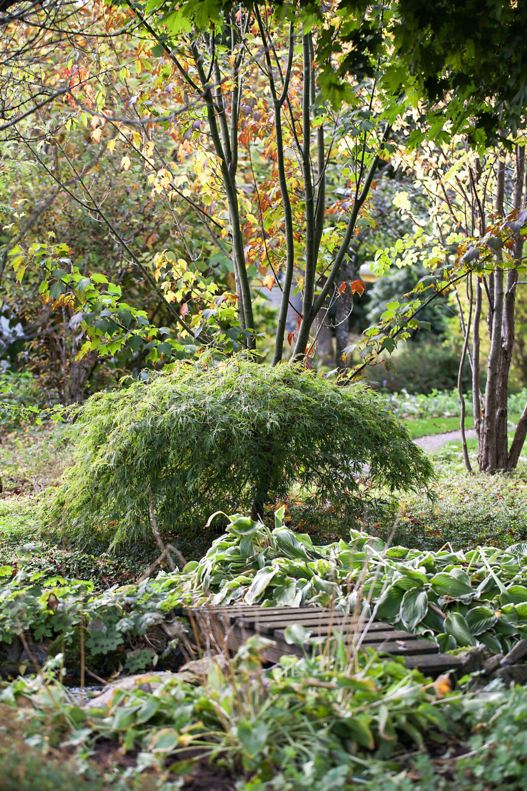 Den vildväxande trädgården på Eksäter blir helt magisk på hösten.