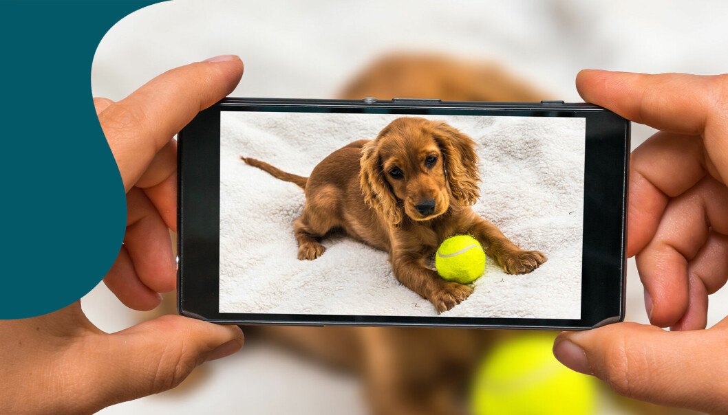 Bilden visar en mobiltelefon med en hund i displayen.