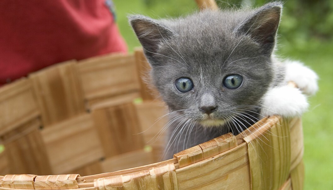 Den söta kattungen blir mer spännande när hon tittar upp en bit från mitten av bilden. Foto: TT. Söt grå kattunge i korg på foto, en tredjedel in från höger.