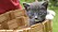 Söt grå kattunge i korg på foto, en tredjedel in från höger.