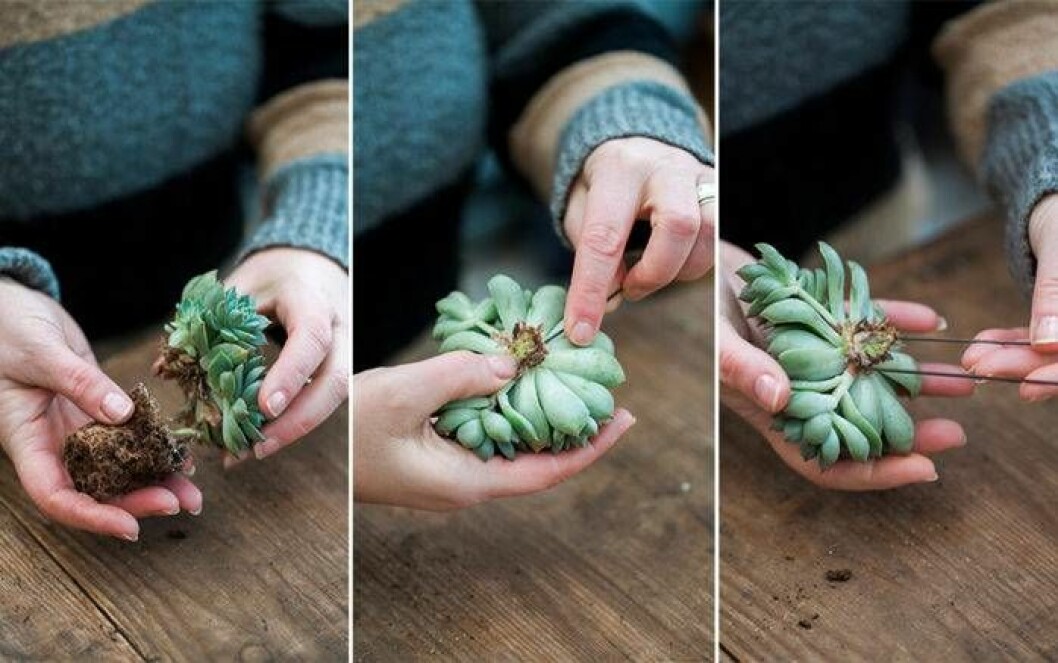 Fäst echeveriorna vid kransen med en hårnålsformad ståltråd. Foto: Malin Björkholm Fäst echeveriorna vid kransen med en hårnålsliknande ståltråd.