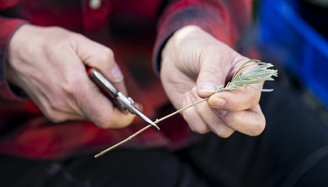 Dra av bladen på din lavendelstickling förutom en tuss i toppen.