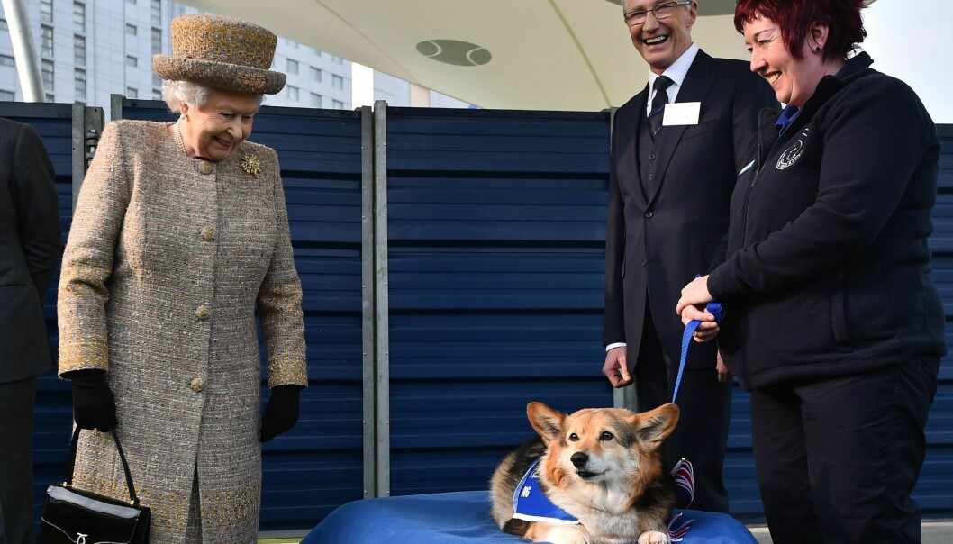 Drottning Elizabeth har alltid älskat hundrasen corgie.