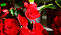 Dubbel storblommig begonia – röd