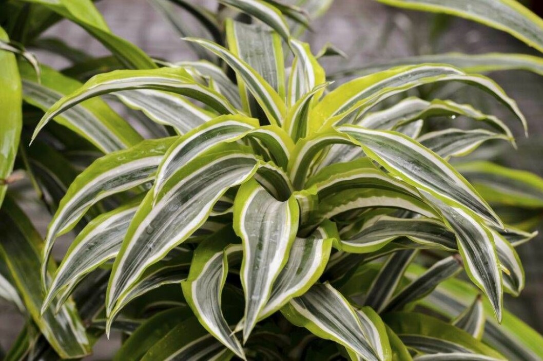 Slipp kemikalier med banddracena