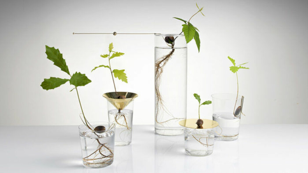 <em>Foto: <a href="http://www.michaelanastassiades.com/onlinestore/25-floating-forest" target="_blank" rel="noopener">Michael Anastassiades</a></em> Så odlar du ekollon