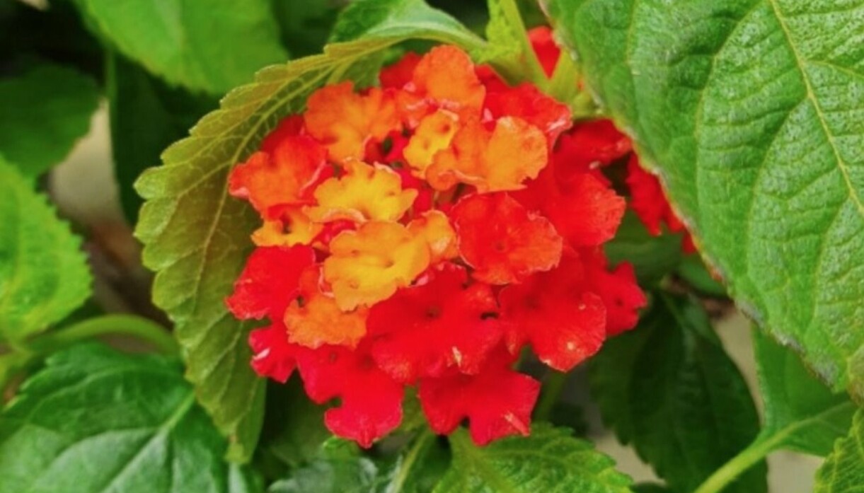 Eldkrona 'Bloomify Red'