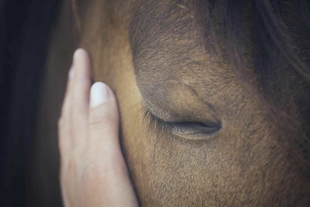 Djur och natur har visat sig ha en fantastisk förmåga att läka både trasiga själar och värkande leder. Foto: TT Hand som klappar häst