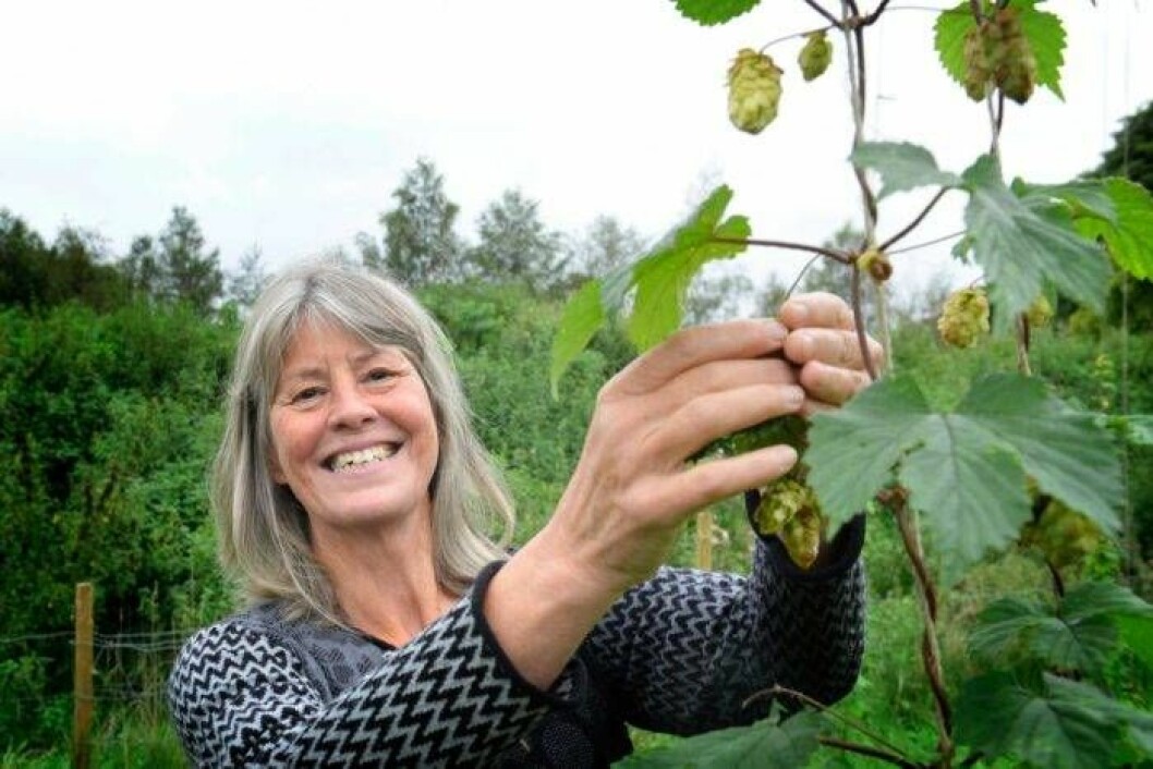 Samma humleklon kan hittas över hela landet. Folk tog med sig humle när de flyttade. Else-Marie Strese är specialist på humleodlingen i Sverige genom tiderna och har ansvarat för insamling av gamla sorter till POM. Foto: Annika Karlbom Else-Marie Strese är specialist på humleodlingen i Sverige genom tiderna.