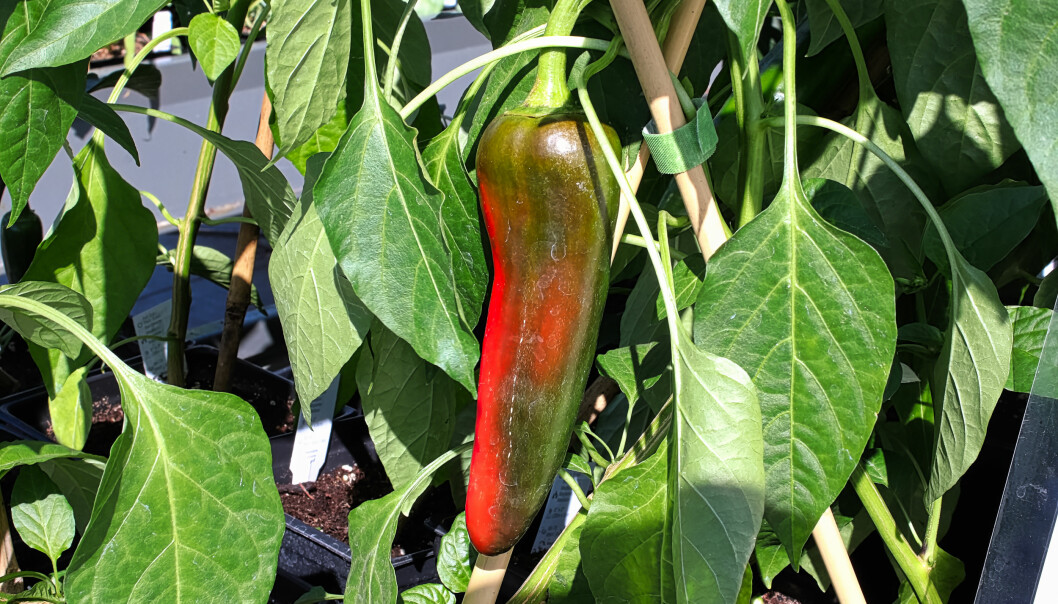 En Anaheim chili på plantan håller på att bli röd.