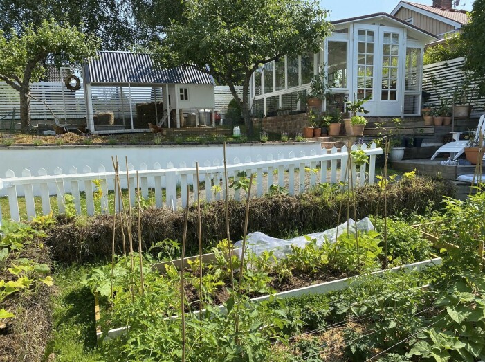 Här har familjen skördat allt från gurka och squash till vaxbönor, bondbönor, morötter, purjo, rädisor, bladpersilja och en hel del annat. Familjen Paciellos köksträdgård med odlingsbäddar och växthus.