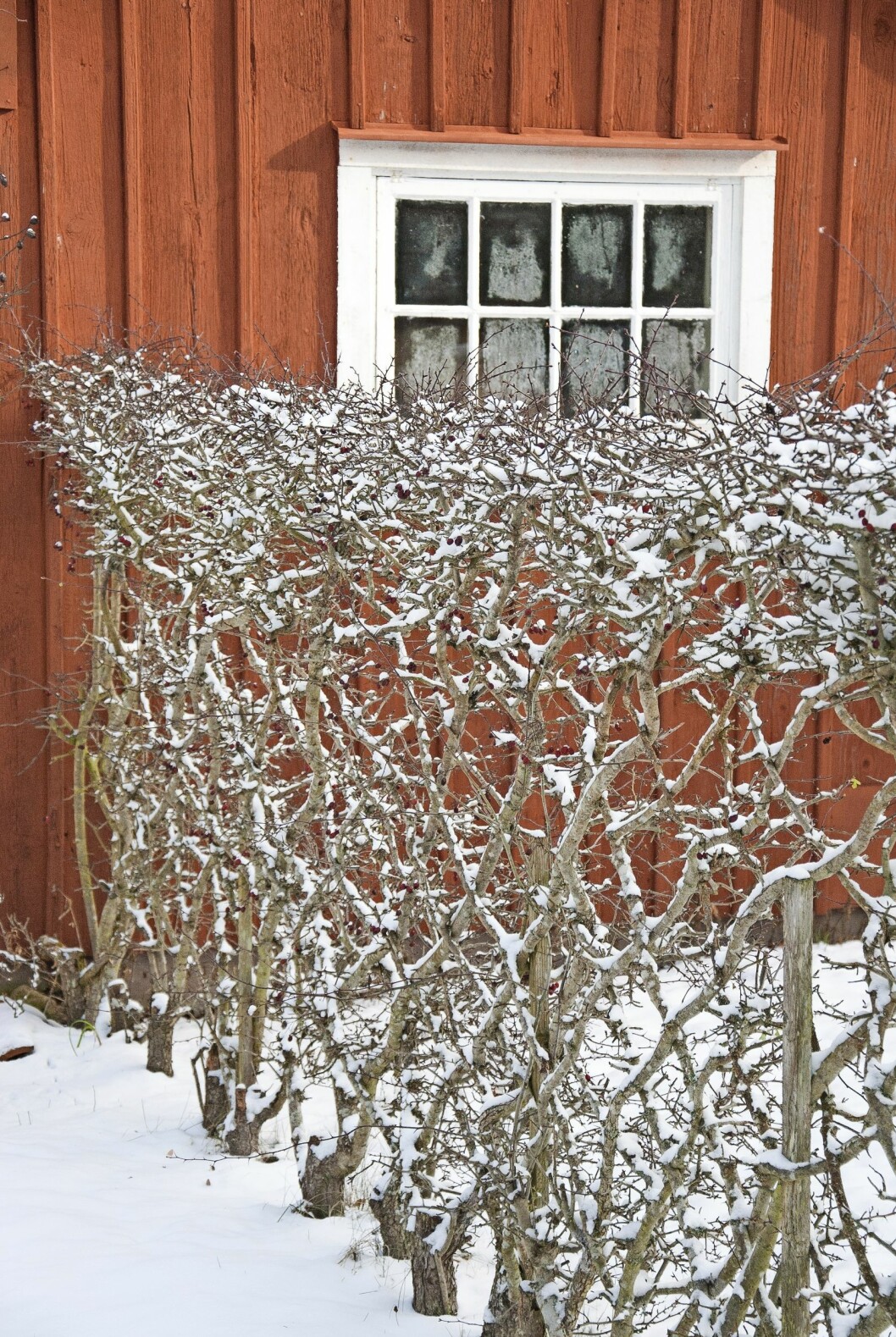 En flätad häck eller ett spaljerat fruktträd blir vackra skulpturer i vinterträdgården.