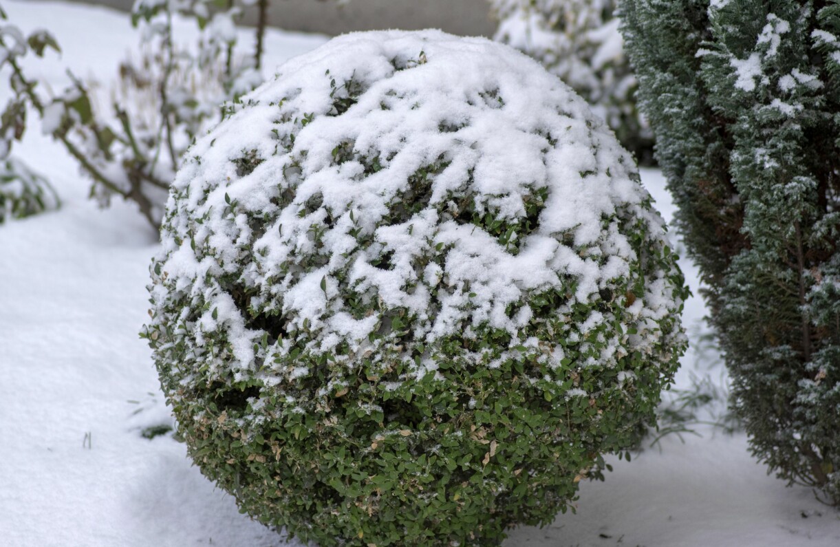 En formklippt buxbom i snö.