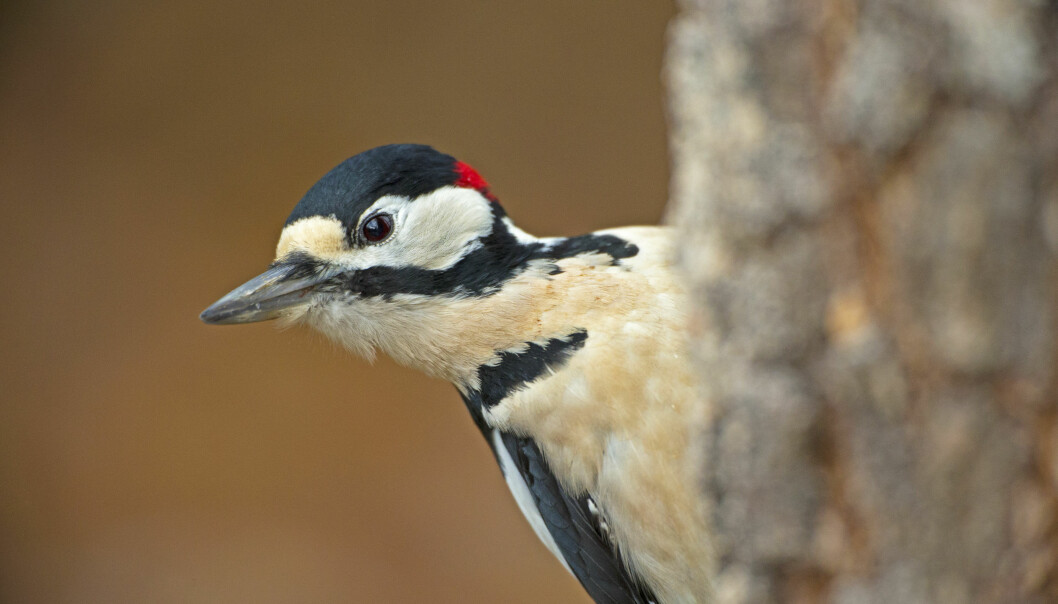 Hackspetten är beroende av murkna gamla lövträd. Här kan de både bo och hitta föda. Foto: Bengt Ekman/Naturfotograferna/TT En hackspett i ett träd.
