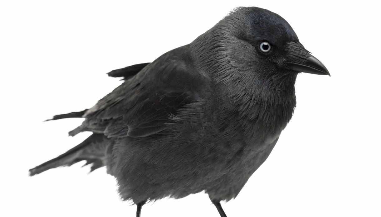 Foto: Shutterstock/TT En kaja