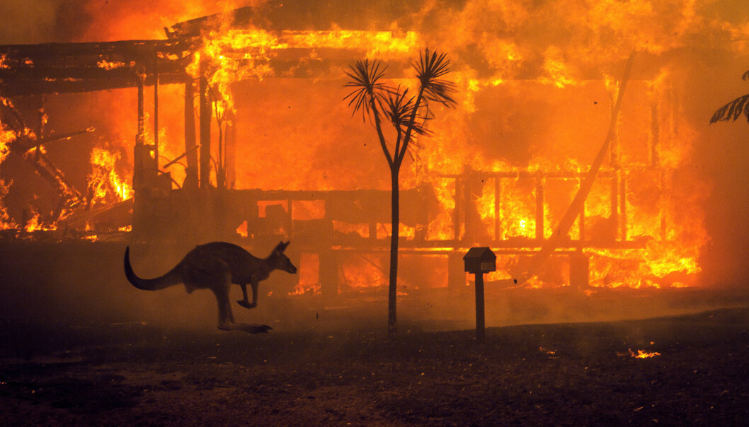 Drygt en miljard djur beräknas ha dött i de kraftiga bränderna i Australien. Foto: Matthew Abbott/New York Times/TT En känguru flyr förbi ett brinnande hus i Australien.