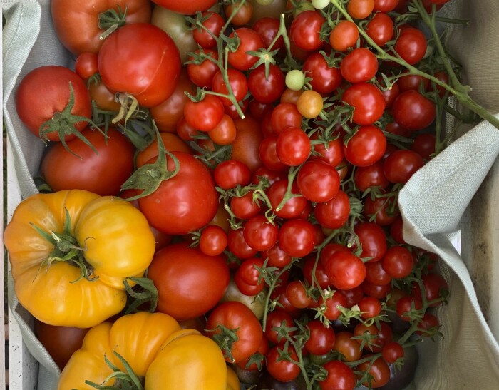 En låda tomater att ta med till stan. De äts färska och lagas till på olika sätt. Överskottet hamnar i frysen. Den orange bifftomaten heter ’Brandywine’ En låda tomater att ta med till stan. De äts färska och lagas till på olika sätt. Överskottet hamnar i frysen. Den orange bifftomaten heter ’Brandywine’