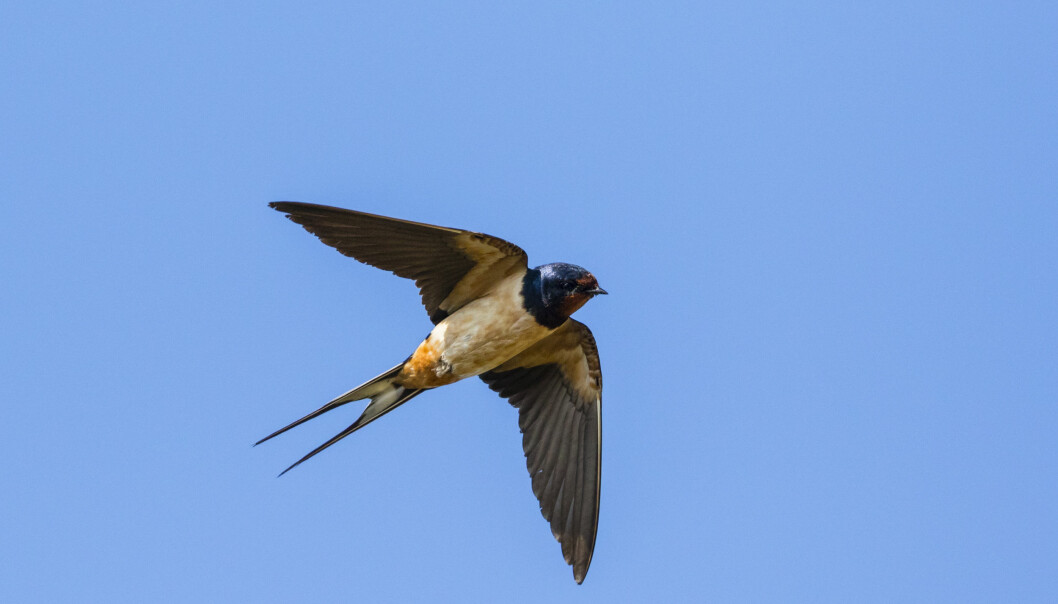 Ladusvalan känns lätt igen på sin kluvna stjärt. Foto: Johnny Madsen/TT En ladusvala med kluvna stjärtfjädrar som flyger högt.