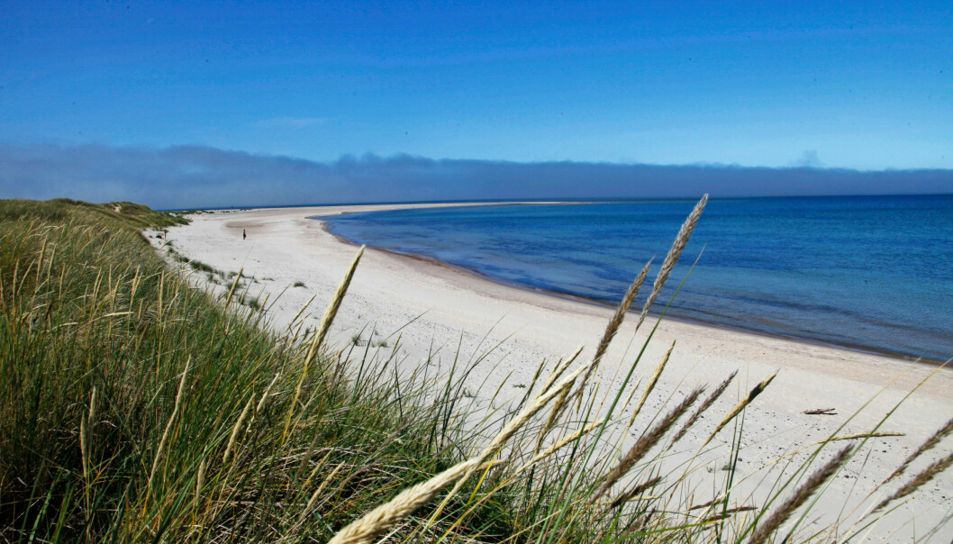 En lång sandstrand på gotska Sandön.