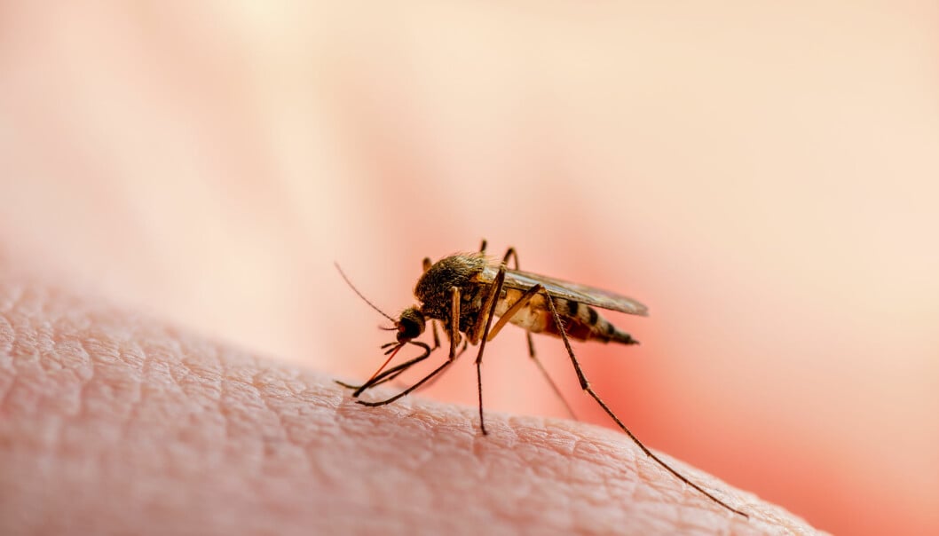 En mygga suger blod på en människa.