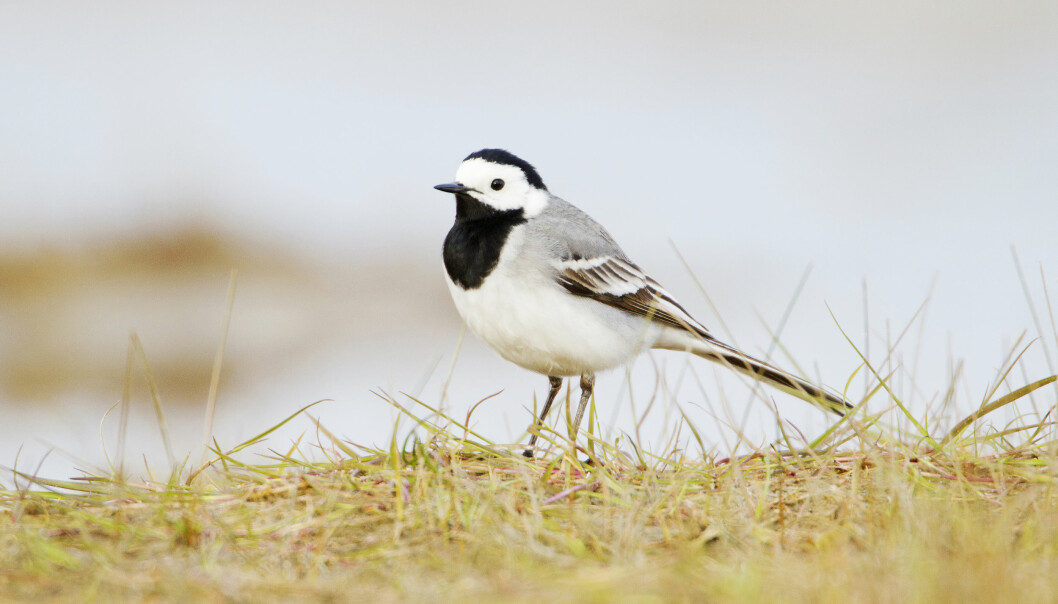 Sädesärlan har en vippande stjärt och fångar gärna byten springandes på marken. Foto: J Wiklund/TT En sädesärla står på marken.