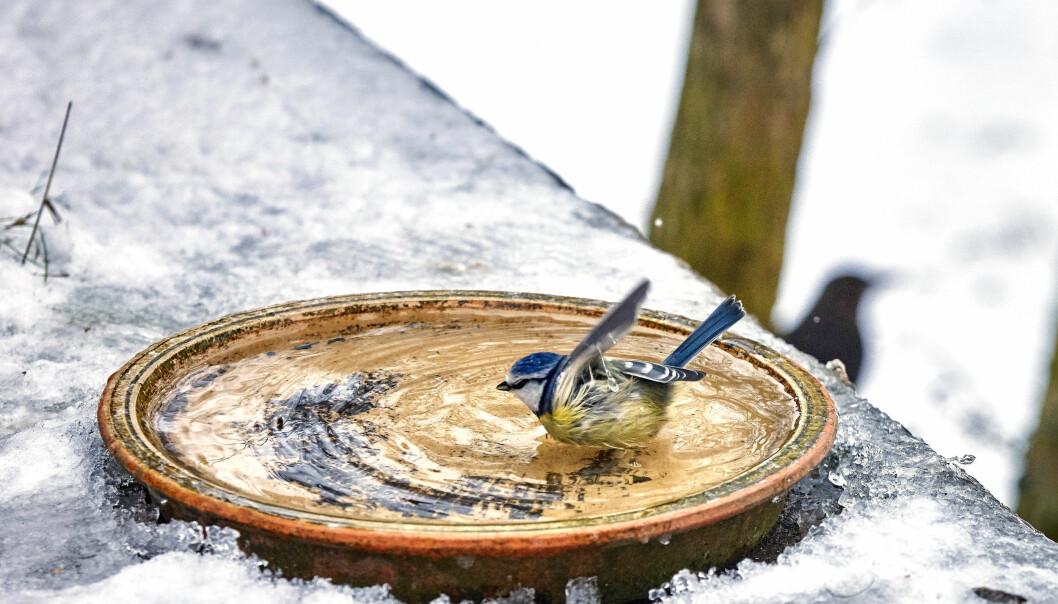 En småfågel badar i ett vattenbad på vintern.