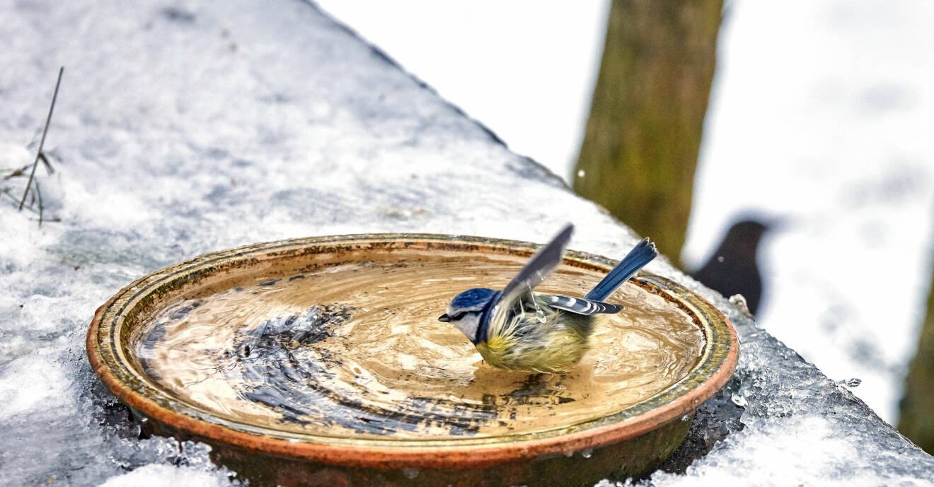 En småfågel badar i ett vattenbad på vintern.
