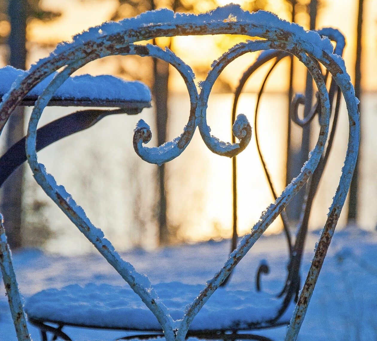 Vinterns låga ljus gör att omgivande marker med träd flyter samman med trädgården. En snötäckt stol i solnedgången i vinterträdgården.