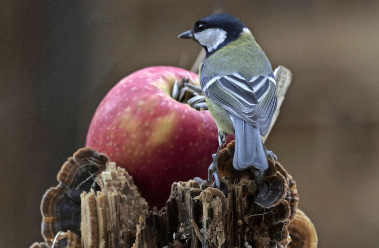 Äpple och bär uppskattas av många arter, både stora och små. En talgoxe äter äpplen och frön.