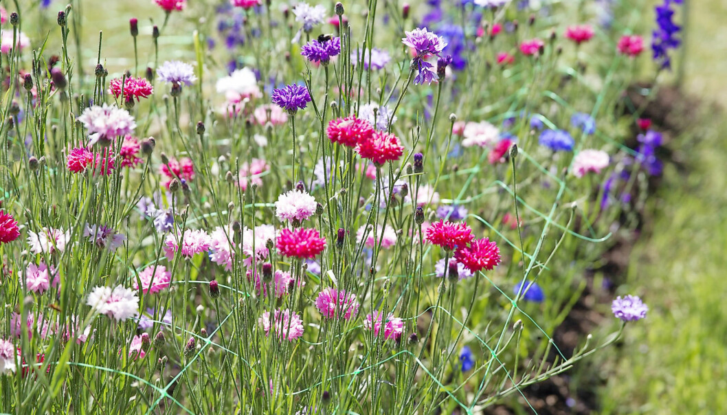 En blommande rabatt.