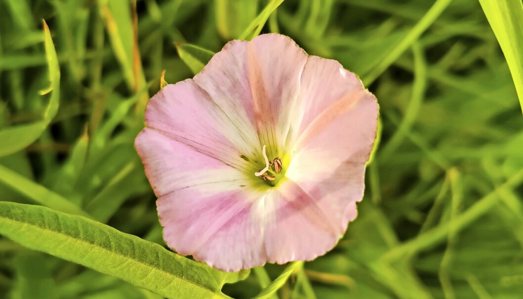 En vacker blomma från en nybliven trädgårdsfantasts trädgård.