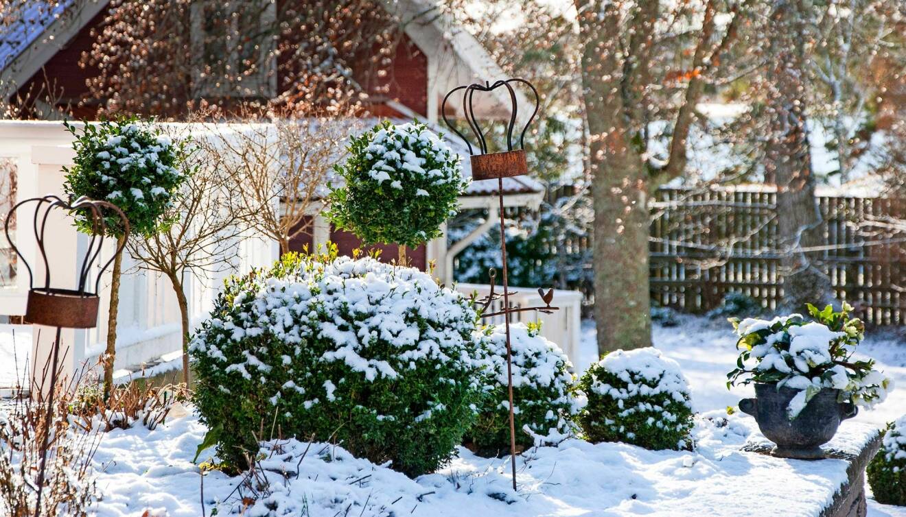 En vacker vinterträdgård med snötäckta buskar och träd.