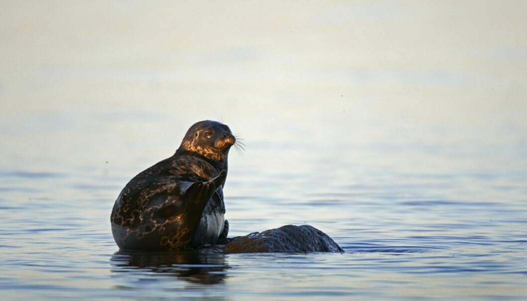 En vikaresäl vilar på en sten i havet.