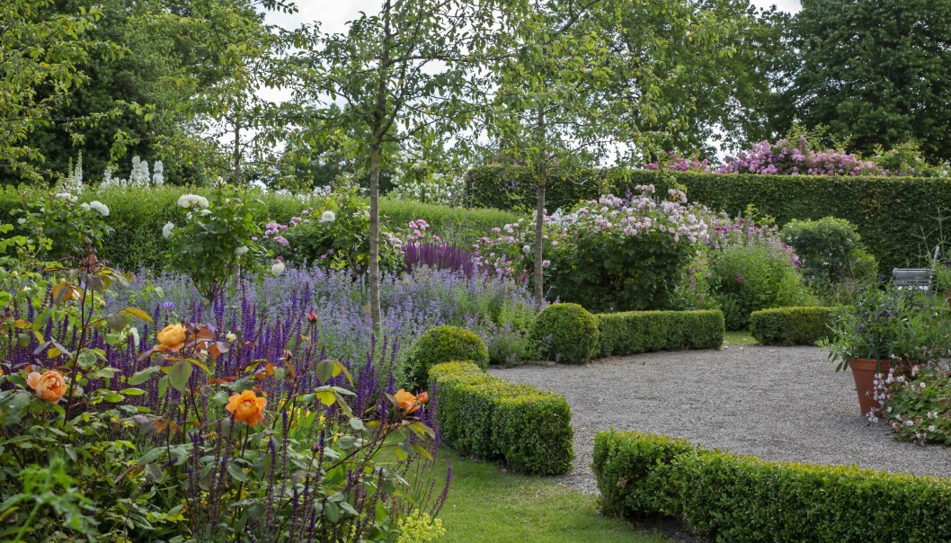 Rosorna i artikeln finns planterade i Den Engelska Trädgården på Svabesholm, en besöksträdgård utanför Kivik på Österlen i Skåne. Den englska trädgården på Svabesholm.