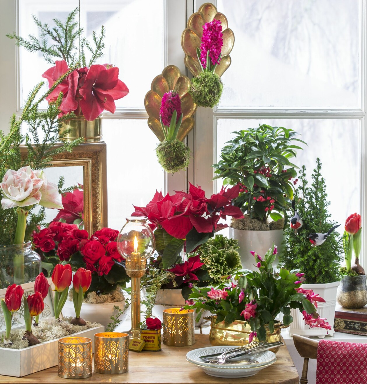 Tips! Plantera gärna i udda, oväntade föremål. Skydda insidan med plast eller aluminiumfolie. Här syns bland annat ett nyckelskåp som blev fint till jultulpanerna. Ett julfönster med vackra röda blommor.