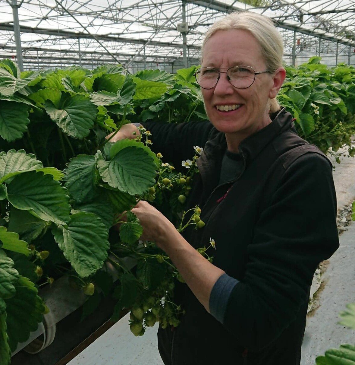 En kvinna står i ett växthus där det växer jordgubbar.