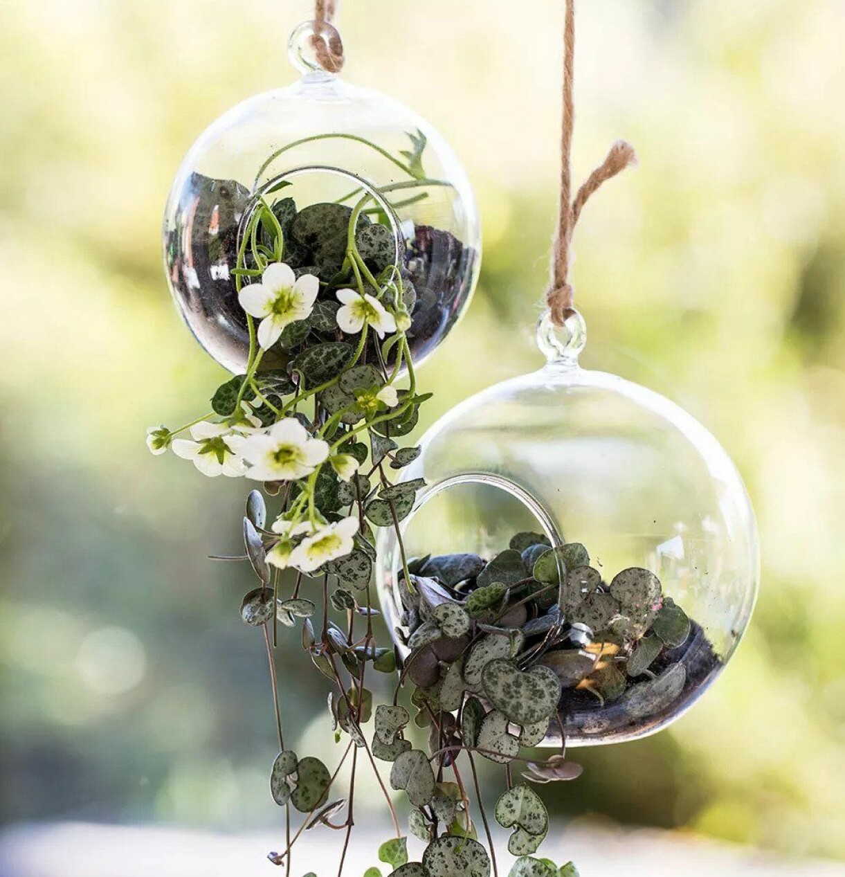 Glasamplar med blommor i