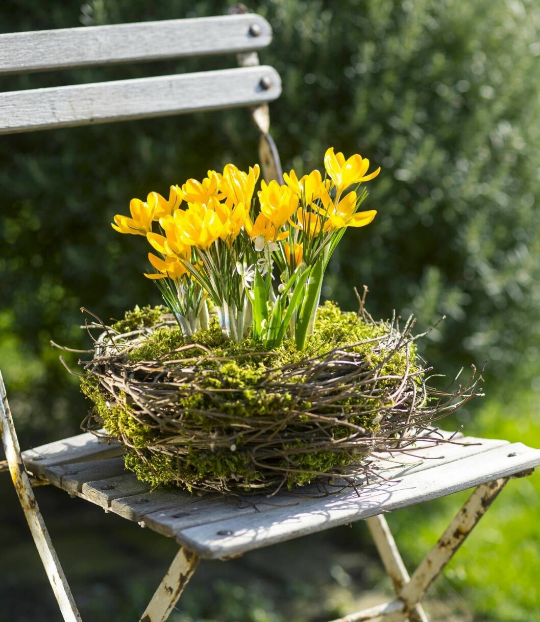 Krokusar i full blom, nu är våren här! Foto: TT/IBL Hemgjort fågelbo med krokus