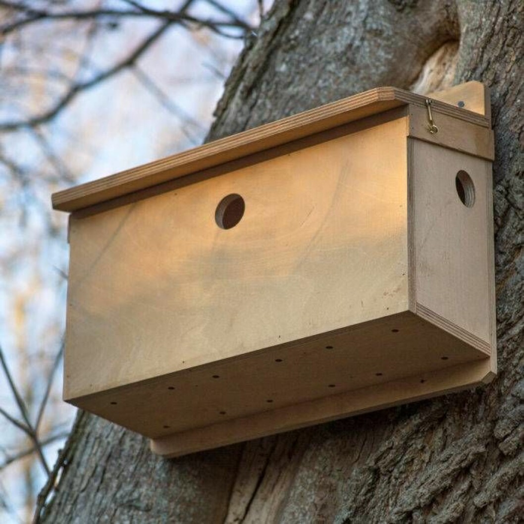Gråsparvar vill bo i kolonier. Sätt upp flera holkar nära varandra, eller som här, ett gruppboende med separata rum. Detsamma gäller bl a starar och tornseglare. Andra arter vill ha rejäla avstånd till närmaste holk. Foto: Anders Kronborg Gråsparvar vill bo i kolonier. Sätt upp flera holkar nära varandra, eller som här, ett gruppboende med separata rum.