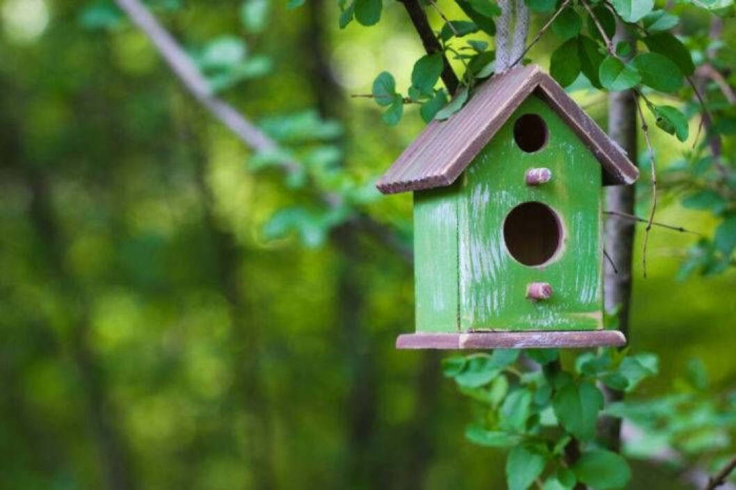 Placera inte fågelholken i söderläge, varnar forskarna. Foto: Shutterstock/IBL Placera inte fågelholken i söderläge, varnar forskarna.