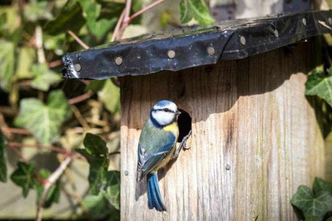 Blåmesar börjar lägga sina ägg i mitten av april. Foto: Shutterstock/IBL Blåmesar börjar lägga sina ägg i mitten av april.
