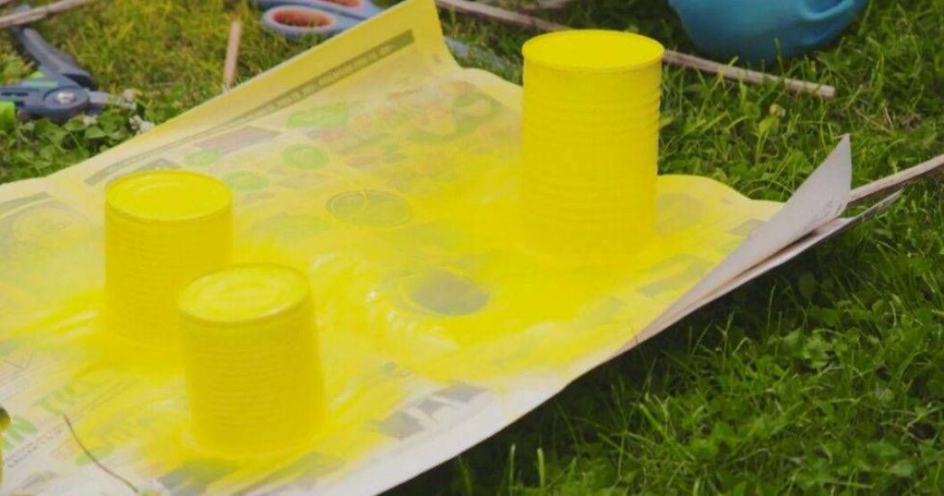 Foto: Kanal 5 / Dplay Färga burkarna till insektshotellet gula för att locka insekter och pollinatörer.