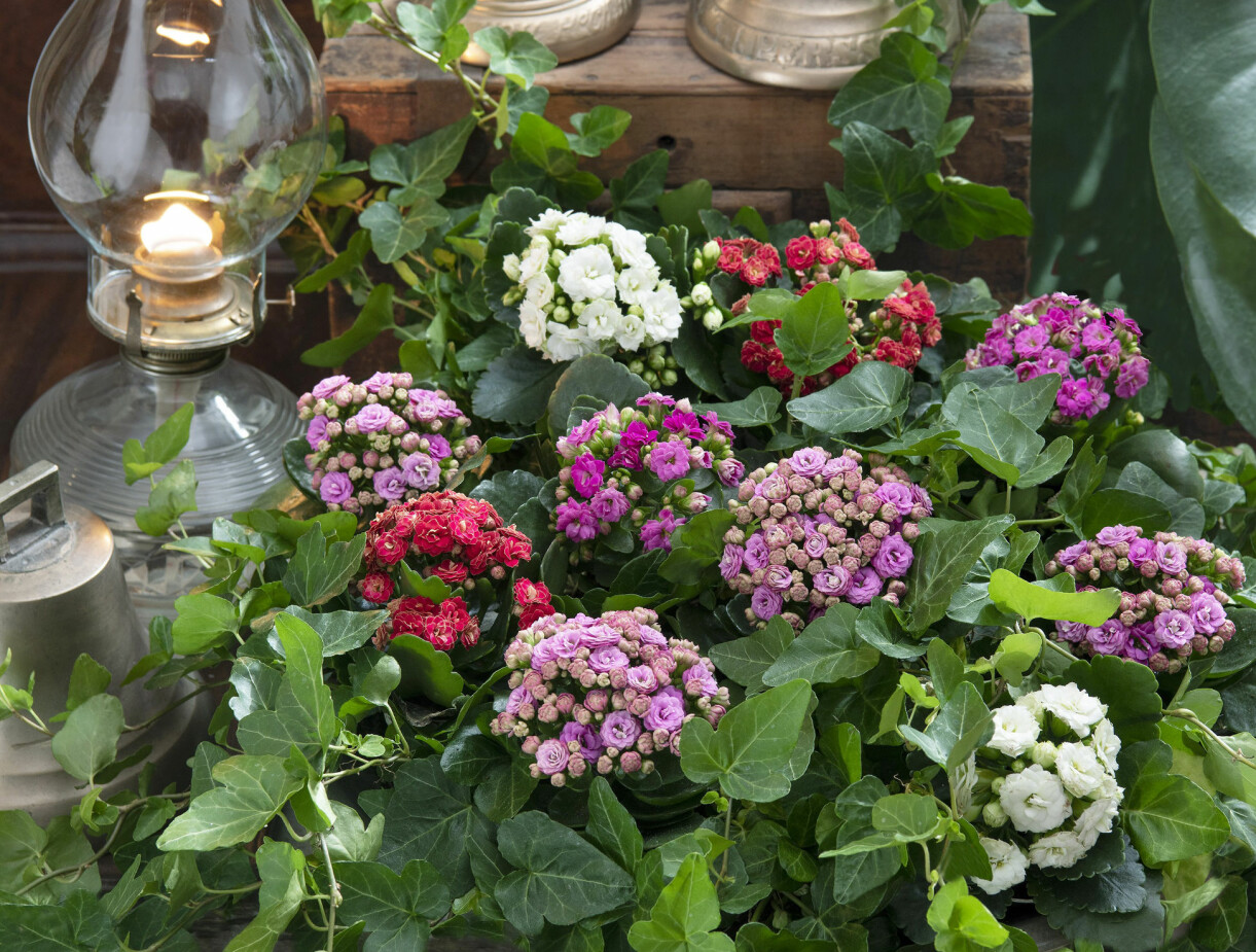 Färgglada blommor i ett arrangemang till nyårsafton.