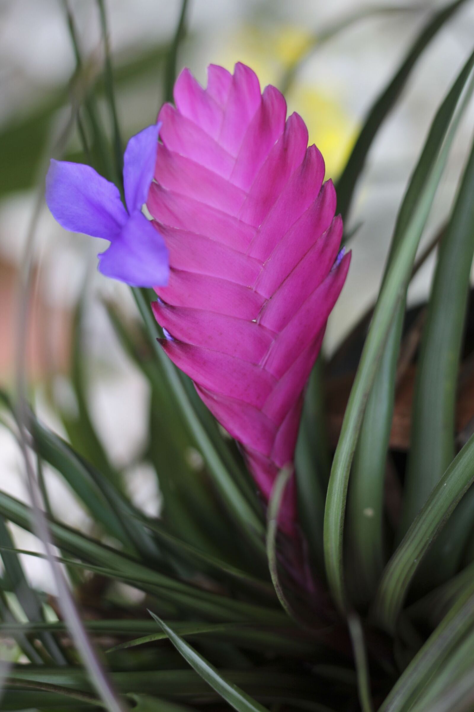 F rgstarka Blad Exotiska Blommor Trendiga Krukv xter Allas f-rgstarka-blad-exotiska-blommor-trendiga-krukv-xter-allas