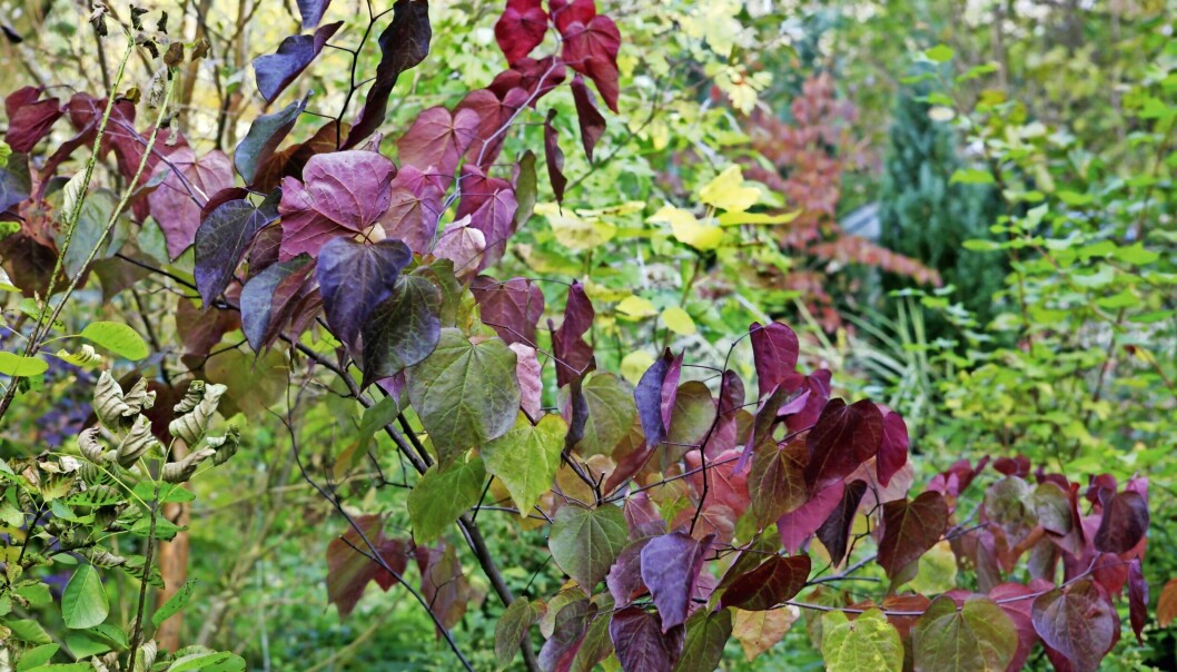 Judasträd ’Forest Pansy’, har hjärtformade bordeauxfärgade blad. Är ett mellanstort träd på 2–4 meter som får små ljuslila blommor i april–maj. Trivs i sol och halvskugga. Judasträd.