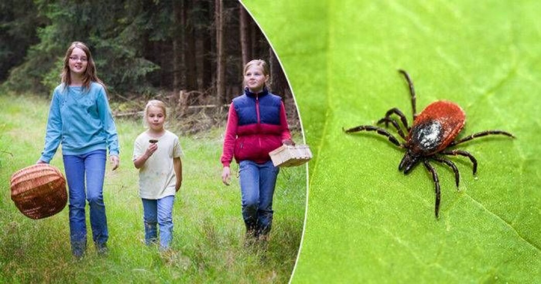 Undvik TBE genom att vaccinera dig