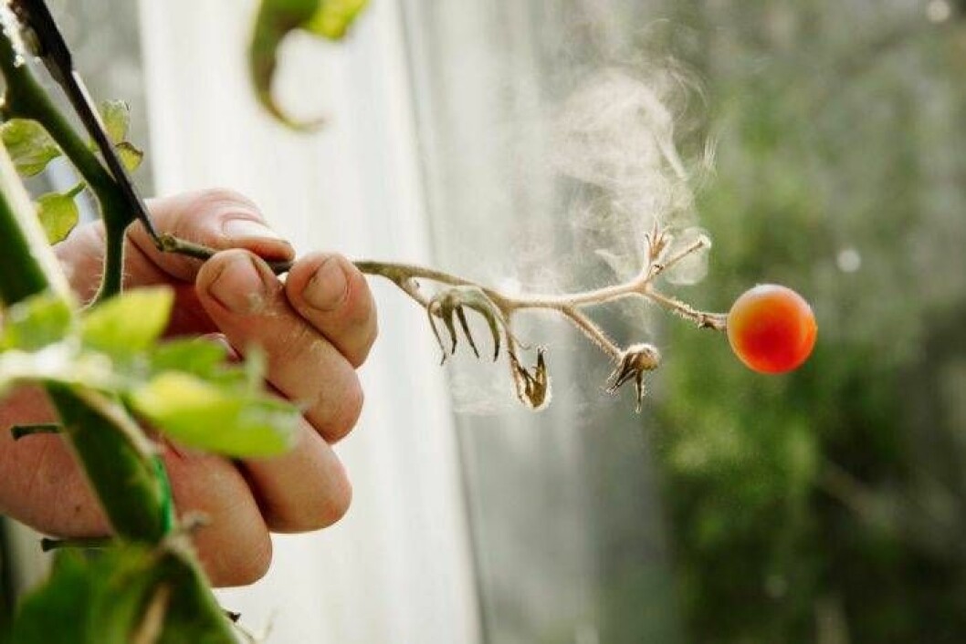 Svampsporerna syns tydligt när de yr omkring så här. Gråmögel sprids med så kallade konoioder, som tränger in där tomatplantan är skadad på något sätt. En tomat med intakt skal är väl skyddad. Foto: Anders Kronborg Fem tips för att hålla gråmögel borta.