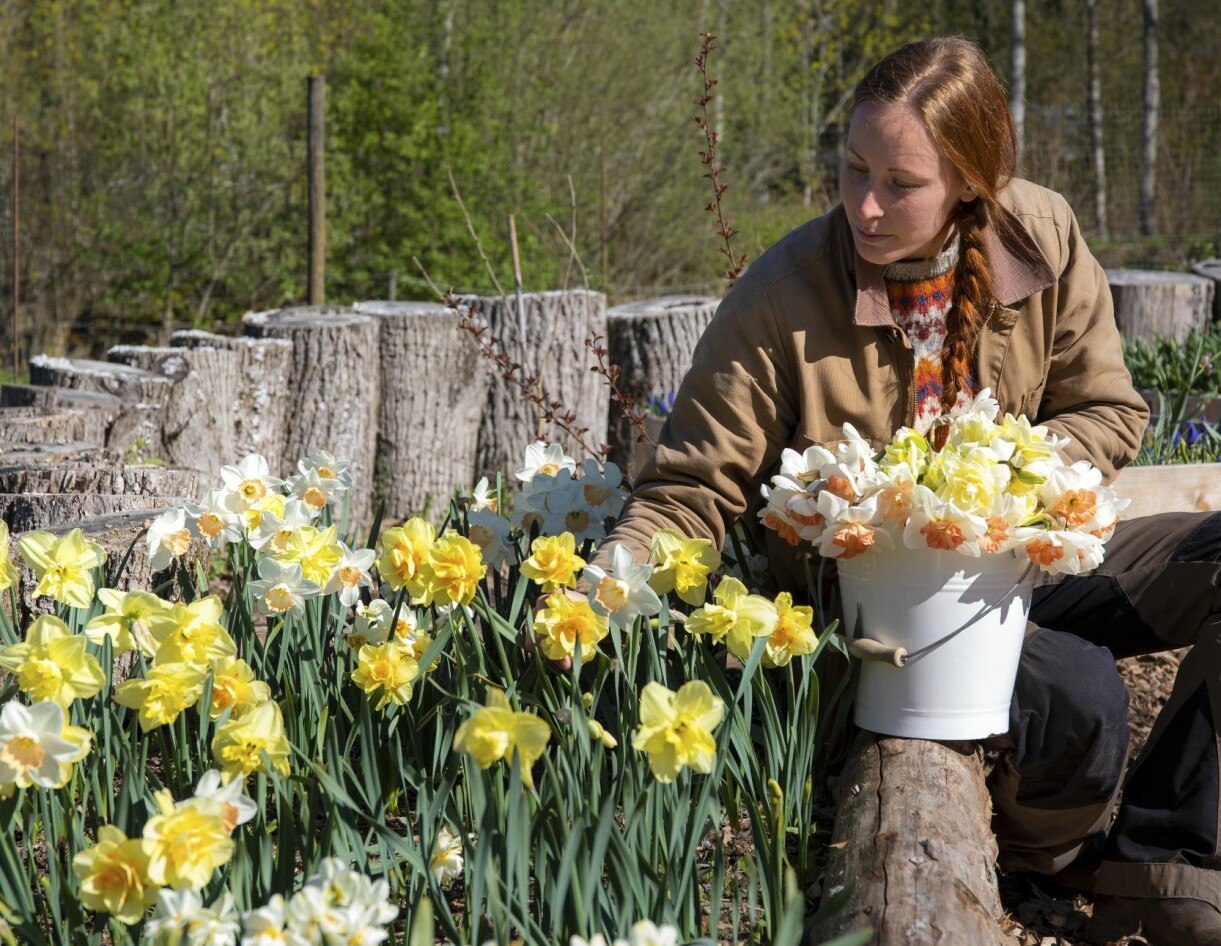 Lovisa testodlar narcisser på Fiddekulla Trädgård.
